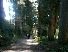 Hakone Sugi Namiki